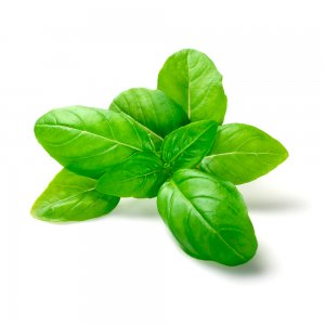Basilic, Israël, 100 g, 10 pièces