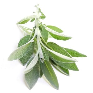 Sauge Fraîche d'Israël | 100g x10 | Herbes en Gros
