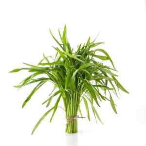 Estragon Frais d'Israël | 100g x10 | Herbes en Gros