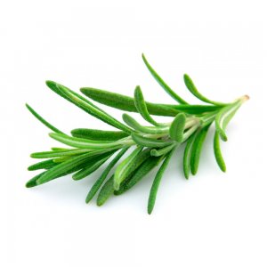 Romarin Frais d'Israël | 100g x10 | Herbes en Gros